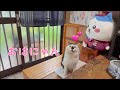 【6/3(水)朝LIVE】けいきち🐨ままきち🥸おはごあす😺Good morning🐾朝からハッピー!みんな、おじゃったもんせ❤️Have a peaceful day!🍀