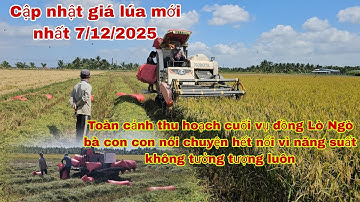 Giá lúa mới nhất 7/12/2025 tăng nhẹ trở lại,bà con tại Lò Ngò quá sốc năng suất ngoài dự đoán. 
