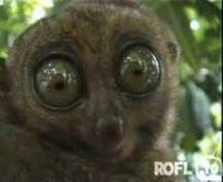 Big EYES