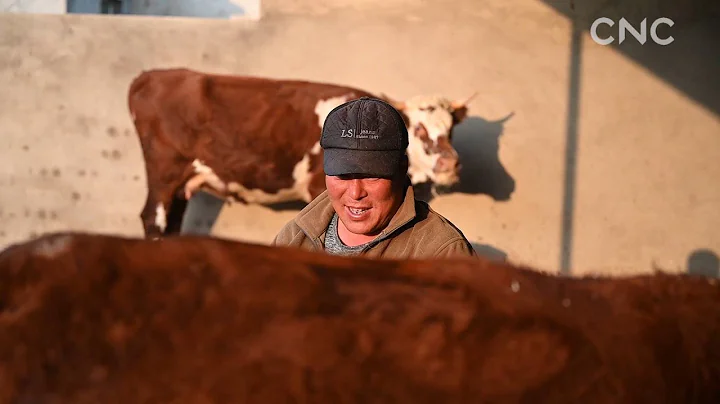 Cattle-raising helps villagers shake off poverty