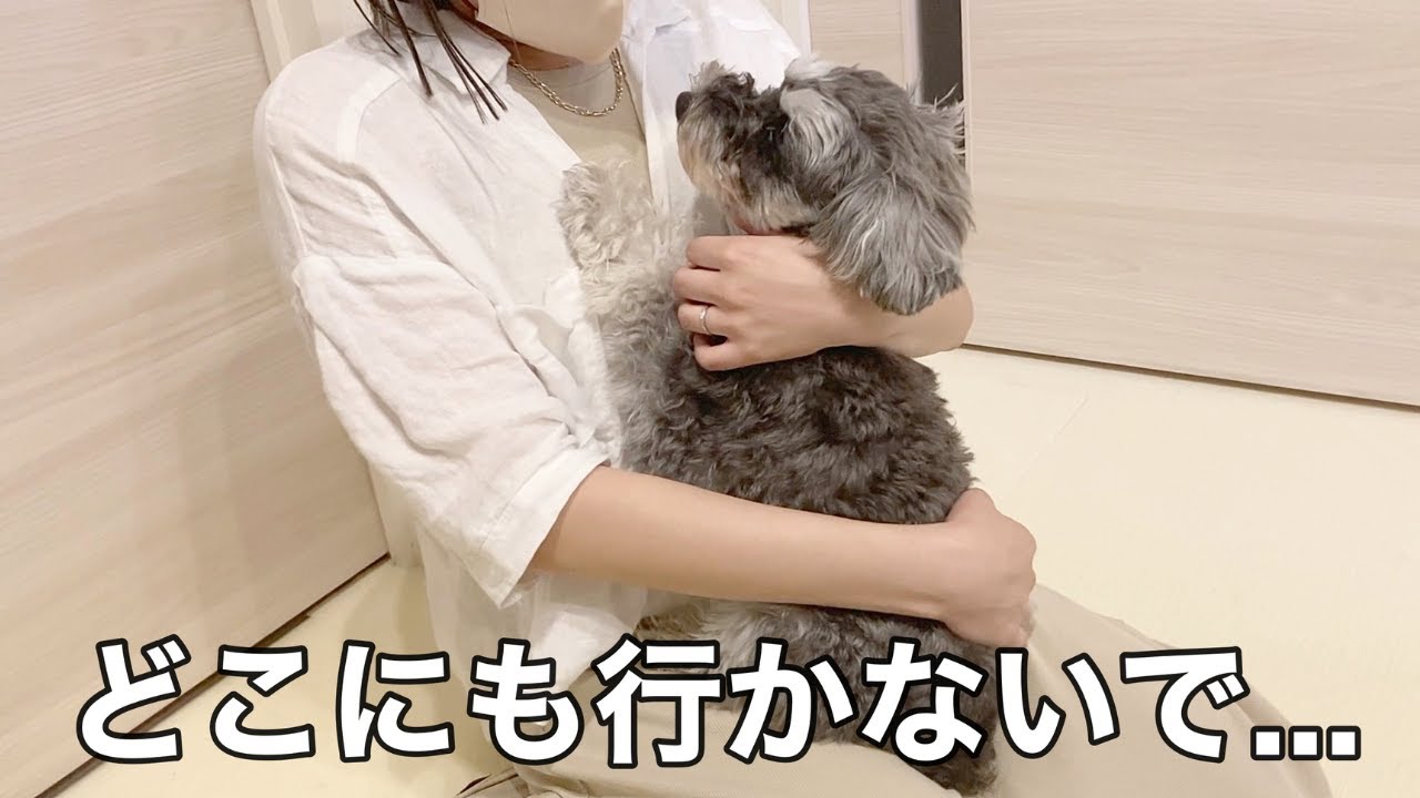 パパと愛犬のお留守番をモニタリングしたら愛おしすぎた