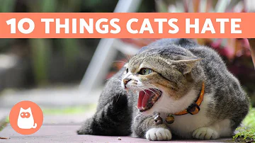 Is cat afraid of fire?