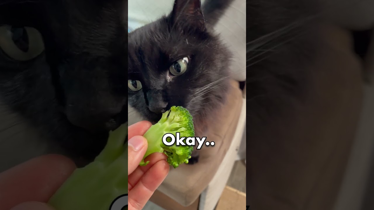 Will CATS EAT VEGETABLES 🥦😱 