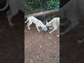#adoptdontshop #petshub #trending #adoptstrays #dogshorts