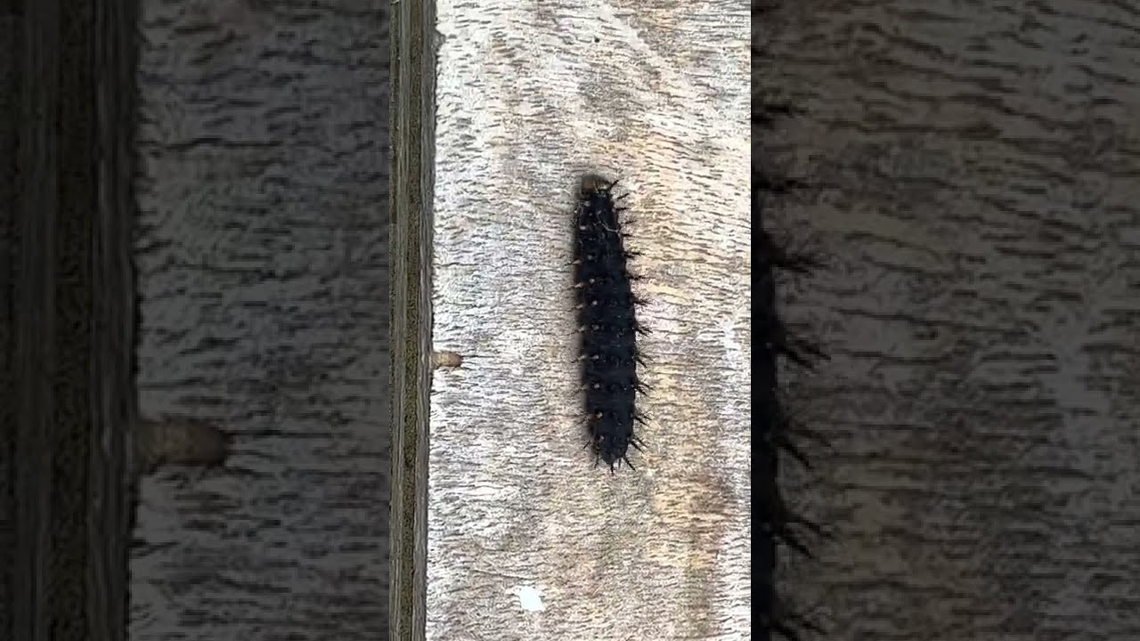 Video 299 Fat Caterpillar