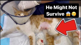 Rescue  Cat Getting Operated 😢😱 by MyPurrrfectWorld 270 views 3 days ago 13 minutes, 49 seconds