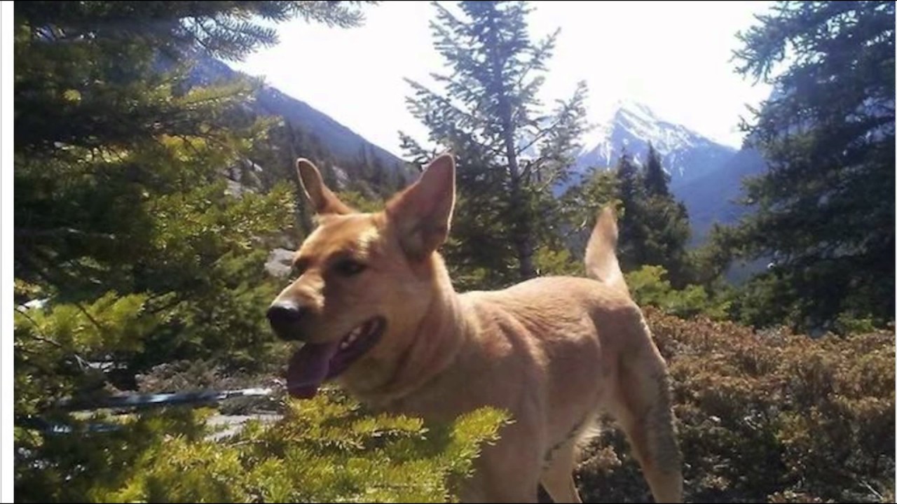 Good News Weekly 1705