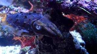 Adult Dwarf Cuttlefish - Sepia Bandensis