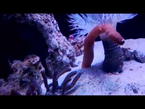  Hewan laut yang aneh  unik sorrento beach western 