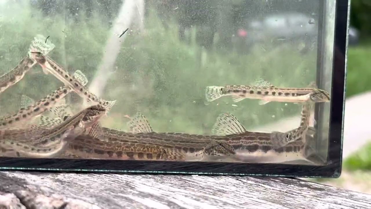 Kleine modderkruiper/ Spined Loach (Cobitis taenia) (Odijk NL 30.05.22)