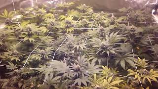 Week 6 flower update
