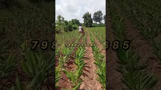 #farming #farmequipment #nanotractor #giriraj_agro_equpment #7984235685