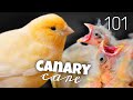 Ultimate Canary Care Guide Everything You Need To Know