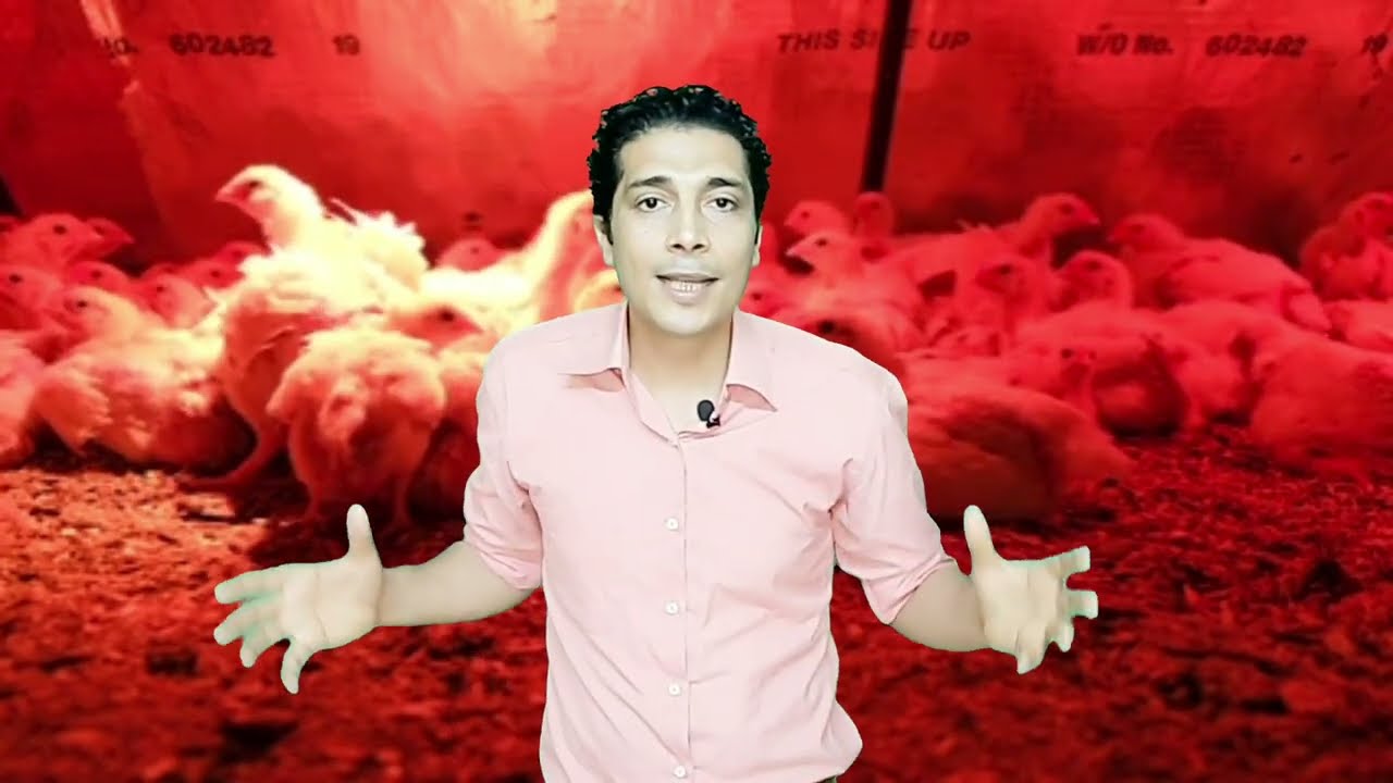 فراخك انصابت بمرض الاى بى او النيوكاسل طيب خد الحل  وانشره لإخوانك