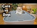 Why Do Cats Use the Litter Box | The Cat Butler