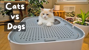 Why Do Cats Use the Litter Box | The Cat Butler