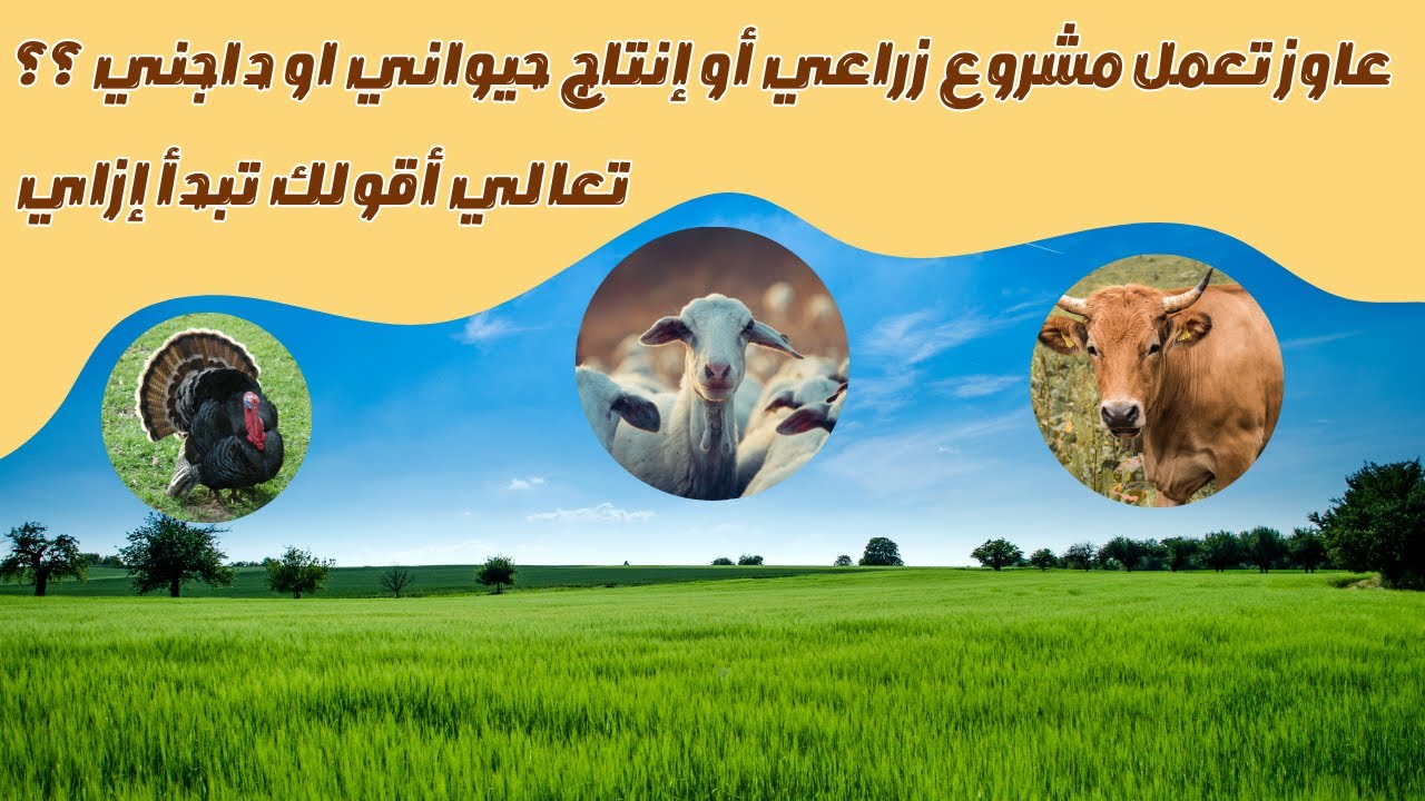 عاوز تعمل مشروع زراعي أو إنتاج حيواني او داجني ؟؟ تعالي اقولك تبدأ إزاي ...