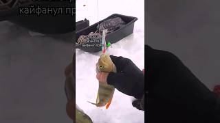 #балансир #рыбалка #fishing #perch #окунь #весна #сибирь #семья #жор #хобби #река #рек #жизнь #мир