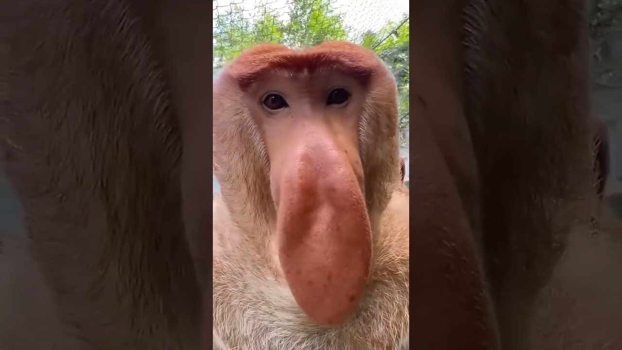 wow 😲 animal video 😍 funny 🤣😂