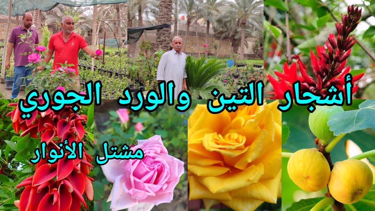 اسعار شتلات التين والورد الجوري في مشتل الأنوار العراق 🇮🇶 بابل جولة زراعية انتاج 100% محلي