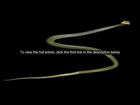 Mystery of how flying snakes move is solved by scientists