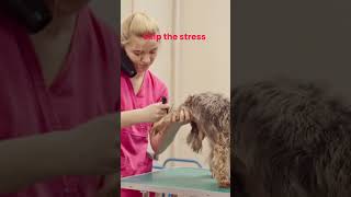 Pet spa