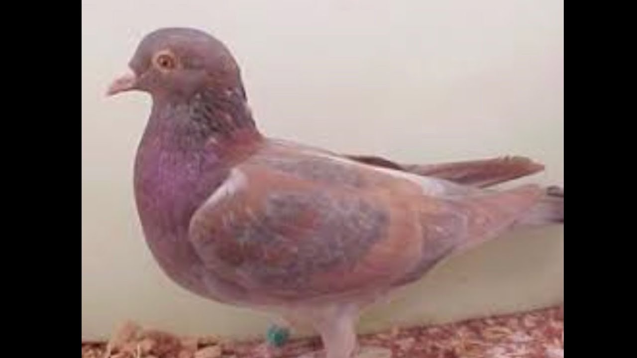 Гнездовые пары эмберских голубей