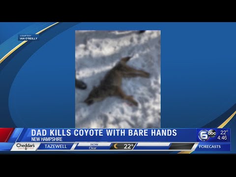 N. Hampshire dad kills coyote with bare hands after attack on his 2-year-old son