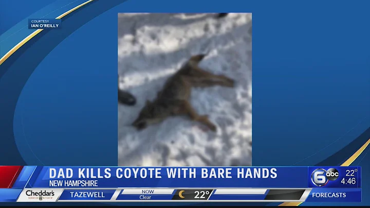 N. Hampshire dad kills coyote with bare hands after attack on his 2-year-old son