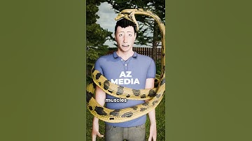 What would Happen If an Anaconda Swallows You?