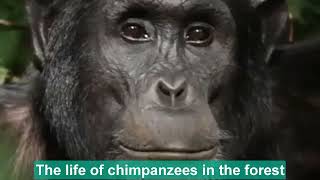 Chimpanzees Should Be Return To The Forest