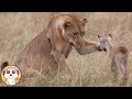 TOP MOMENTI INCREDIBILI DI ANIMALI RIPRESI DA TELECAMERE