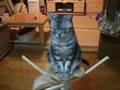 猫缶ちょうだい！・・・やせ我慢編