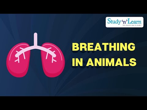 20 Animals That Breathe Through Lungs (Pulmonary Breathing) - science - 2023