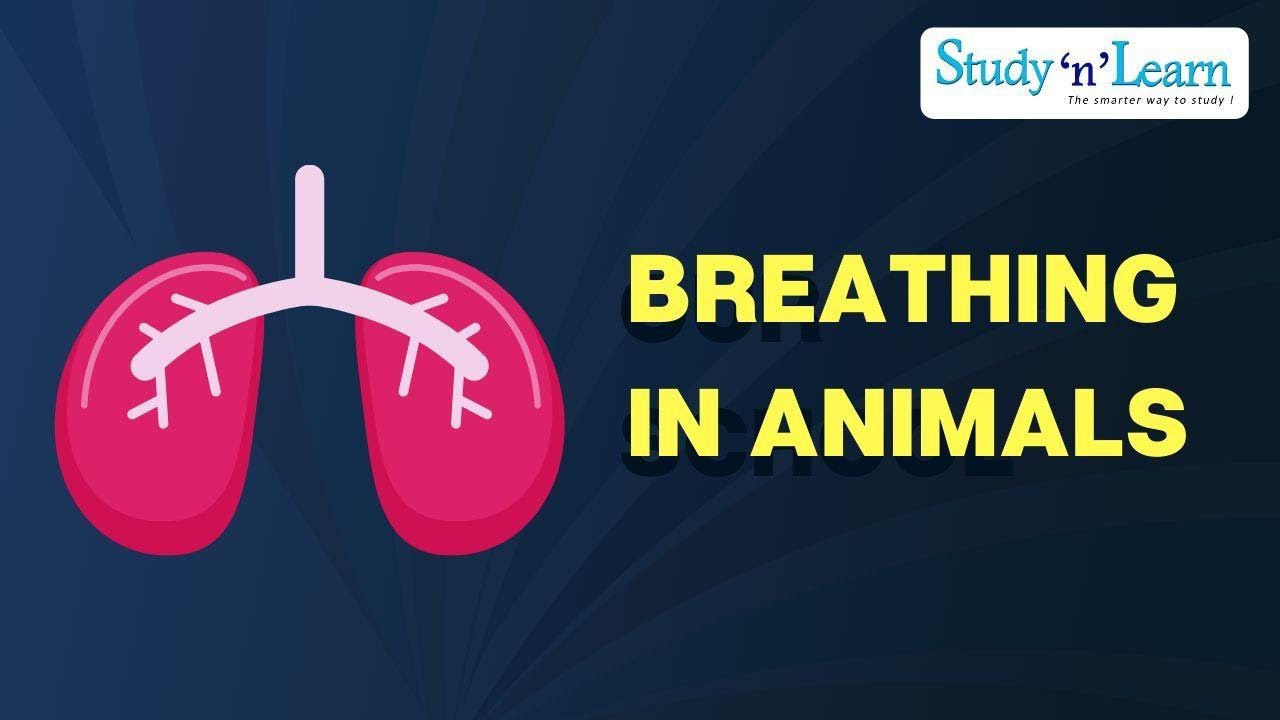 Breathing In Animals | Respiration In Mammals | Inspiration | Expiration