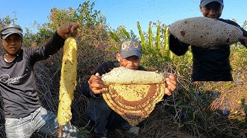 Vô Mánh Luồn Ong Ruồi Khủng Long