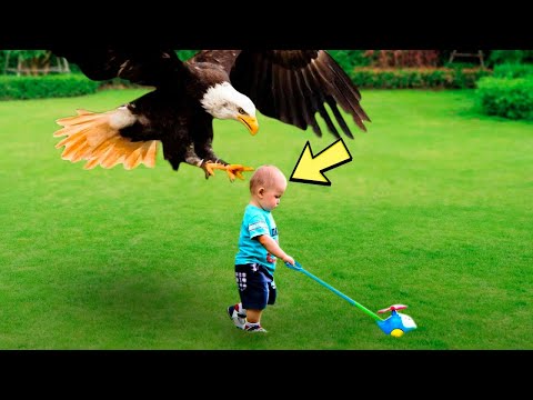 Орел внезапно хватает этого маленького мальчика, но причина этого всех удивила!