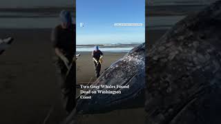 Two Gray Whales Found Dead on Washington Coast | N18G