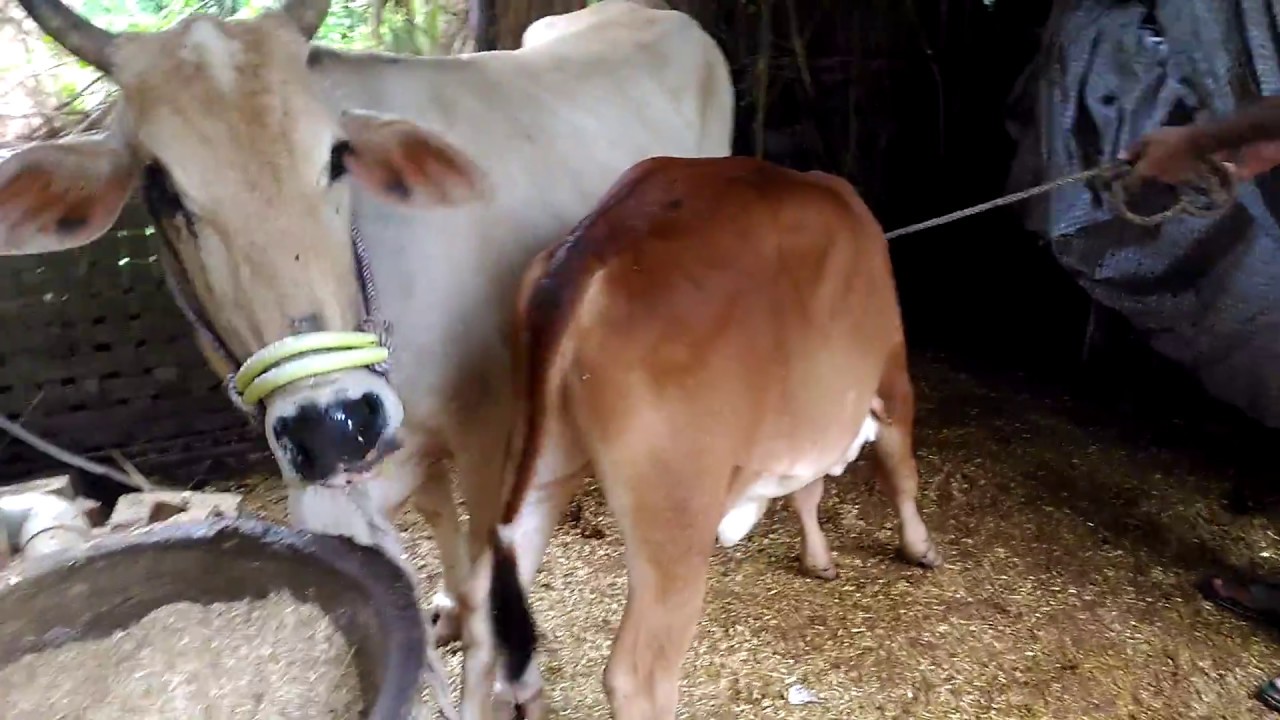 Cow ka milk kaise nikalte hain with two hand milking YouTube