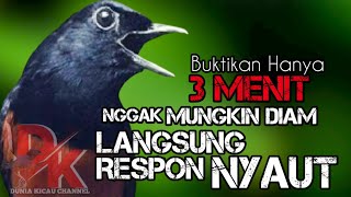 Buktikan..!!! 3 Menit Saja Gak Ada MURAI BATU Bisa Diam Mendengar Suara Burung Murai Batu Gacor ini