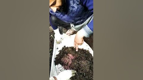 Vermicompost + trichoderma