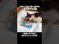 たまに思い出しては見たくなってしまう我が家1日目の愛猫 #猫 #子猫 #煉獄さん #shorts