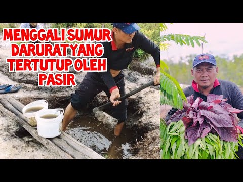 Video: Raspberry Bayam Yang Luar Biasa. Kenalan