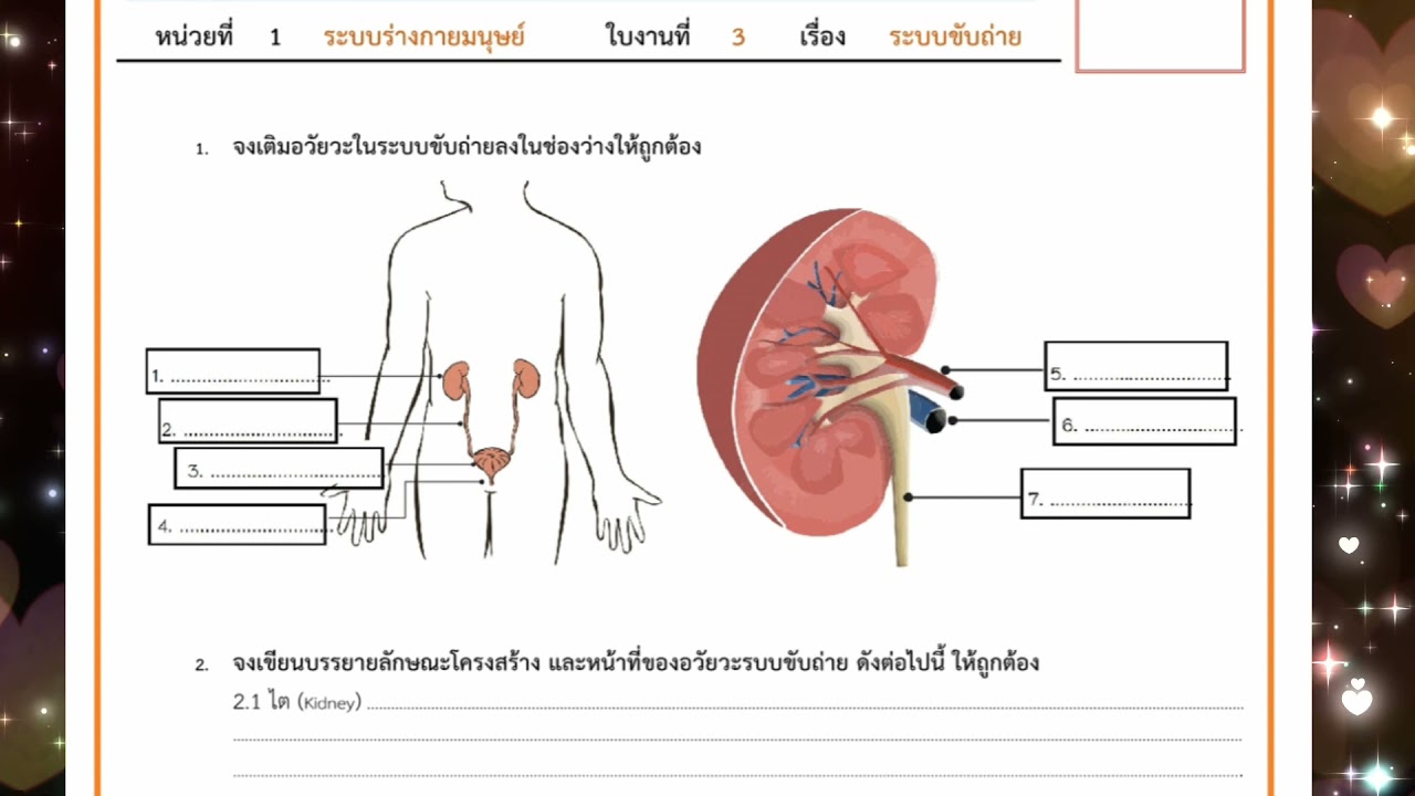 ใบงานระบบขับถ่าย  New Update  ใบงานที่ 3 ระบบขับถ่าย ม.2