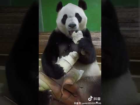팬더 ASMR