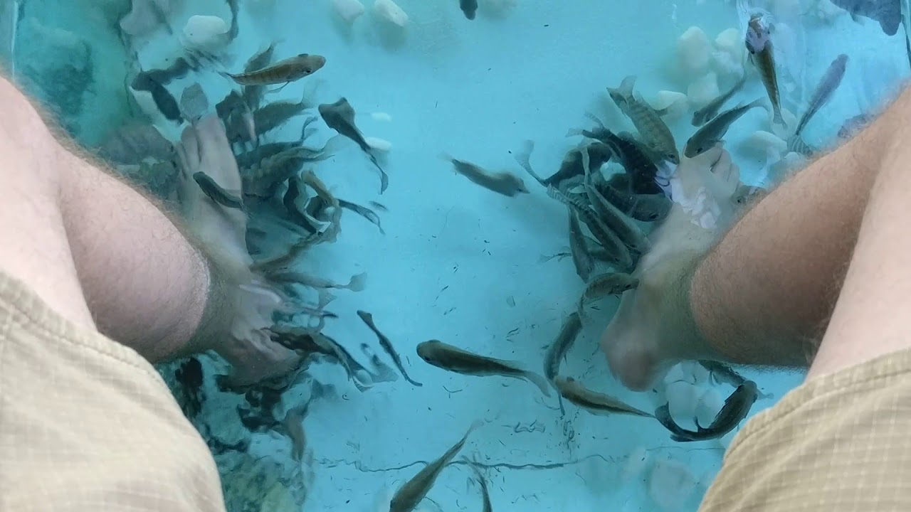 Fish Massage - Siem Reap 2017