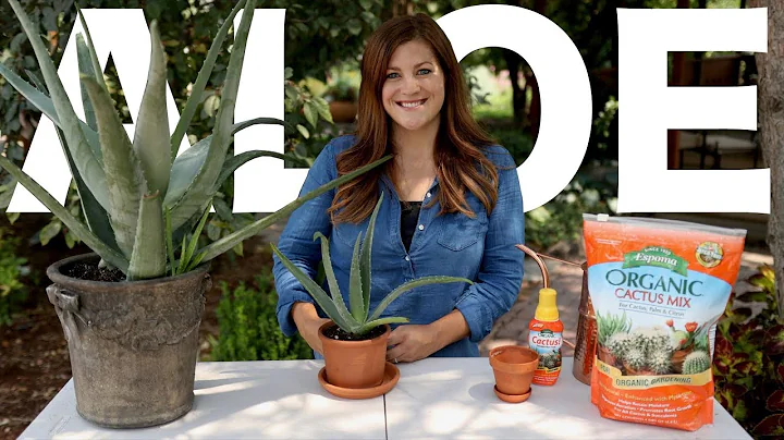 Aloe Vera Care Guide! 🌿🌵// Garden Answer - DayDayNews