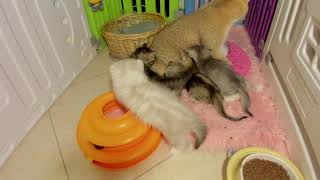 JUST CATTING  KITTEN LIVE STREAM