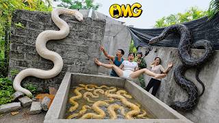 Brave Expert Rescues Young Girl from Giant White Python in Abandoned House.