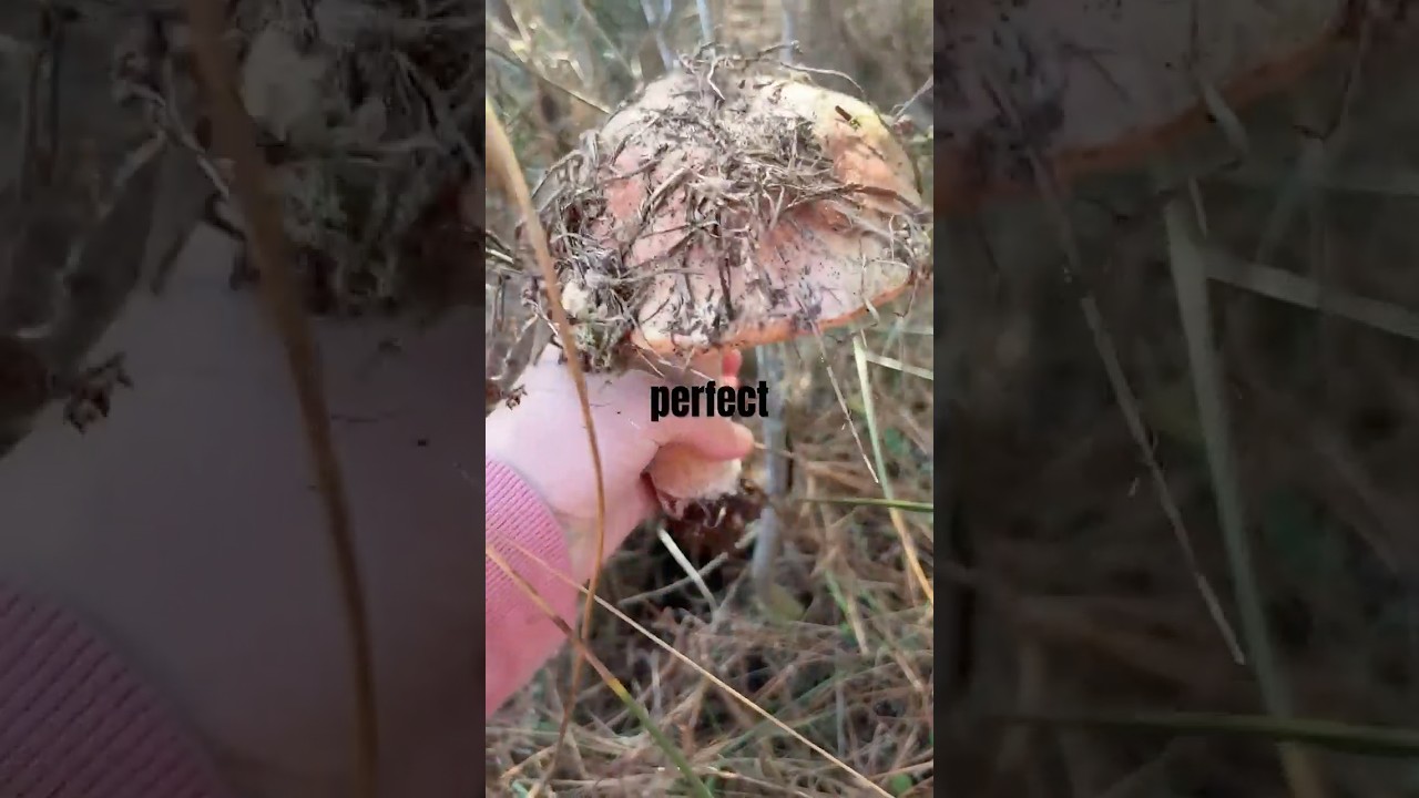 PNW Mushroom Season: King Boletes — Nature’s Treasure Hunt 🍄